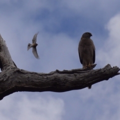 Accipiter fasciatus at Stromlo, ACT - 25 Oct 2022