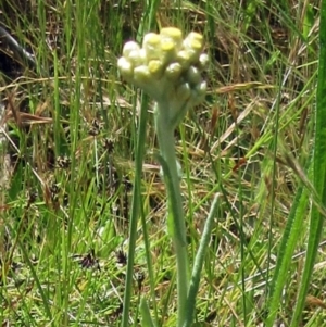 Pseudognaphalium luteoalbum at Hawker, ACT - 30 Oct 2022