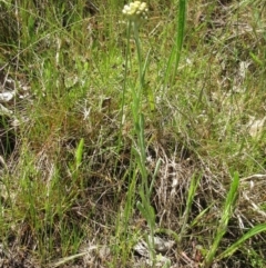 Pseudognaphalium luteoalbum at Hawker, ACT - 30 Oct 2022