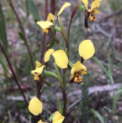 Diuris pardina (Leopard Doubletail) at Wamboin, NSW - 22 Sep 2021 by Devesons