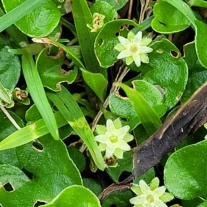 Dichondra repens at Nambucca Heads, NSW - 31 Oct 2022 12:13 PM