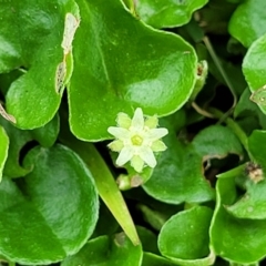 Dichondra repens at Nambucca Heads, NSW - 31 Oct 2022