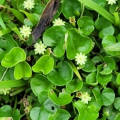 Dichondra repens at Nambucca Heads, NSW - 31 Oct 2022