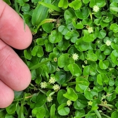 Dichondra repens at Nambucca Heads, NSW - 31 Oct 2022