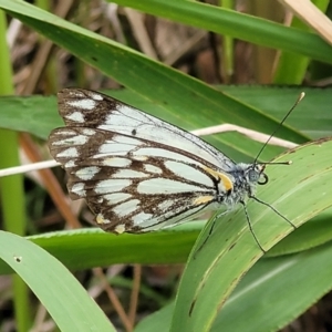 Belenois java at Nambucca Heads, NSW - 31 Oct 2022 12:09 PM