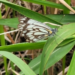 Belenois java at Nambucca Heads, NSW - 31 Oct 2022