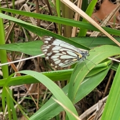 Belenois java at Nambucca Heads, NSW - 31 Oct 2022 12:09 PM