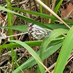 Belenois java at Nambucca Heads, NSW - 31 Oct 2022