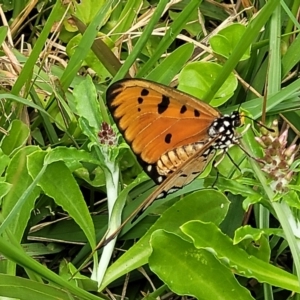 Acraea terpsicore at Nambucca Heads, NSW - 31 Oct 2022 12:07 PM