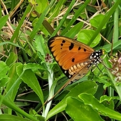 Acraea terpsicore at Nambucca Heads, NSW - 31 Oct 2022