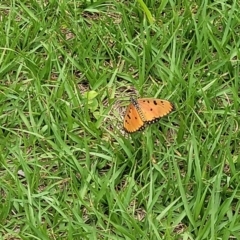 Acraea terpsicore at Nambucca Heads, NSW - 31 Oct 2022