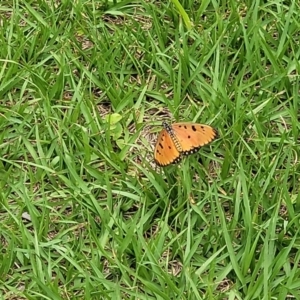 Acraea terpsicore at Nambucca Heads, NSW - 31 Oct 2022 12:07 PM