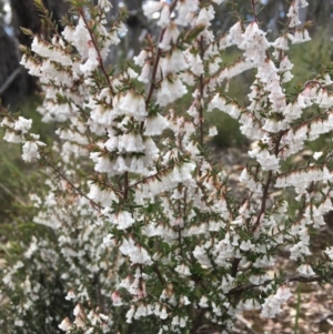 Leucopogon fletcheri subsp. brevisepalus at Wamboin, NSW - 16 Sep 2021