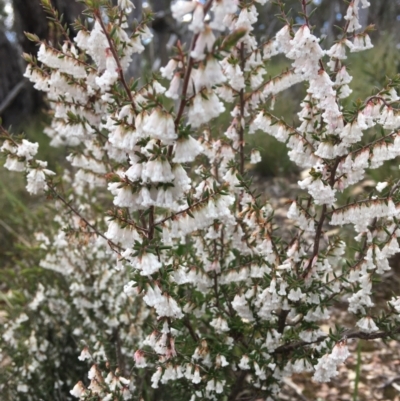 Leucopogon fletcheri subsp. brevisepalus (Twin Flower Beard-Heath) at Wamboin, NSW - 16 Sep 2021 by Devesons