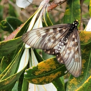 Acraea andromacha at Nambucca Heads, NSW - 31 Oct 2022