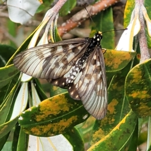 Acraea andromacha at Nambucca Heads, NSW - 31 Oct 2022 12:20 PM