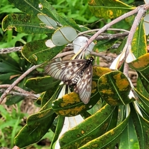 Acraea andromacha at Nambucca Heads, NSW - 31 Oct 2022