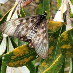 Acraea andromacha at Nambucca Heads, NSW - 31 Oct 2022 12:20 PM