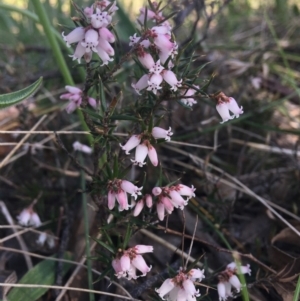 Lissanthe strigosa subsp. subulata at Wamboin, NSW - 9 Oct 2021
