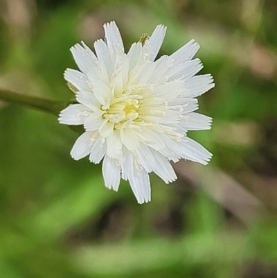 Hypochaeris albiflora (White Flatweed) at Nambucca State Forest - 31 Oct 2022 by trevorpreston