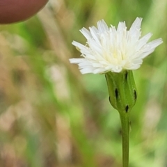 Hypochaeris albiflora at Nambucca Heads, NSW - 31 Oct 2022