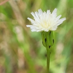 Hypochaeris albiflora at Nambucca Heads, NSW - 31 Oct 2022 11:58 AM