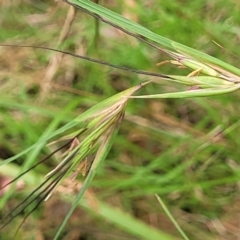 Themeda triandra (Kangaroo Grass) at Nambucca Heads, NSW - 31 Oct 2022 by trevorpreston