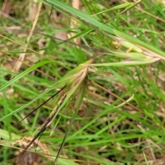 Themeda triandra at Nambucca Heads, NSW - 31 Oct 2022 11:55 AM