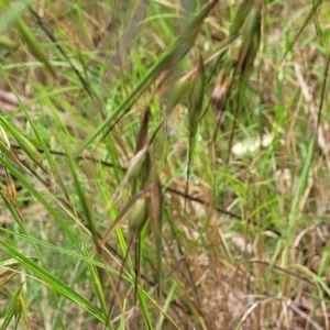 Themeda triandra at Nambucca Heads, NSW - 31 Oct 2022 11:55 AM