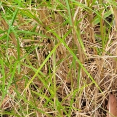 Themeda triandra at Nambucca Heads, NSW - 31 Oct 2022