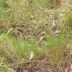 Themeda triandra at Nambucca Heads, NSW - 31 Oct 2022