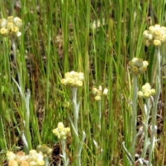 Pseudognaphalium luteoalbum (Jersey Cudweed) at Hawker, ACT - 30 Oct 2022 by sangio7