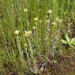 Pseudognaphalium luteoalbum at Hawker, ACT - 30 Oct 2022