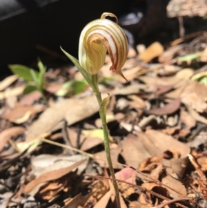 Diplodium truncatum at Wamboin, NSW - suppressed