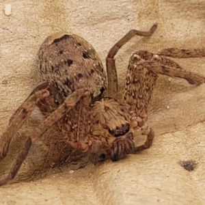 Heteropoda jugulans at Nambucca Heads, NSW - 31 Oct 2022