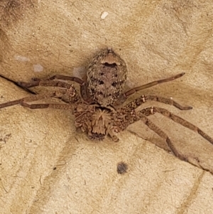 Heteropoda jugulans at Nambucca Heads, NSW - 31 Oct 2022