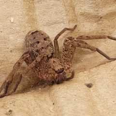 Heteropoda jugulans at Nambucca Heads, NSW - 31 Oct 2022