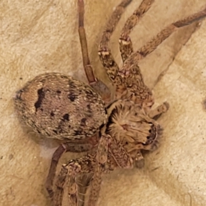 Heteropoda jugulans at Nambucca Heads, NSW - 31 Oct 2022