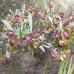 Dodonaea viscosa (Hop Bush) at Black Mountain - 30 Oct 2022 by MatthewFrawley