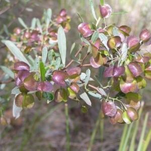 Dodonaea viscosa at Molonglo Valley, ACT - 30 Oct 2022