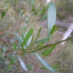 Dodonaea viscosa at Molonglo Valley, ACT - 30 Oct 2022