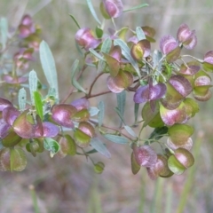 Dodonaea viscosa at Molonglo Valley, ACT - 30 Oct 2022