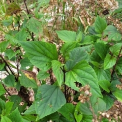 Ageratina adenophora at Nambucca Heads, NSW - 31 Oct 2022