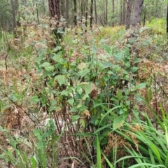 Ageratina adenophora at Nambucca Heads, NSW - 31 Oct 2022