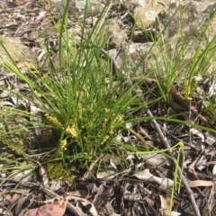 Lomandra filiformis subsp. filiformis (Wattle Matrush) at Wamboin, NSW - 17 Oct 2020 by Devesons