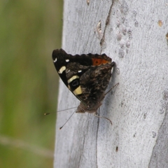 Vanessa itea (Yellow Admiral) at Black Mountain - 30 Oct 2022 by MatthewFrawley