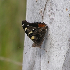 Vanessa itea (Yellow Admiral) at Molonglo Valley, ACT - 30 Oct 2022 by MatthewFrawley
