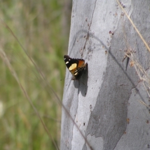 Vanessa itea at Molonglo Valley, ACT - 30 Oct 2022 11:28 AM