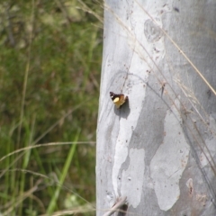 Vanessa itea at Molonglo Valley, ACT - 30 Oct 2022 11:28 AM