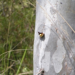 Vanessa itea at Molonglo Valley, ACT - 30 Oct 2022